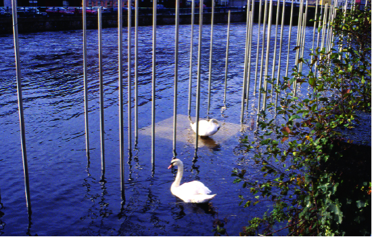 Lines/Plane: Larus/Cygnus - Image